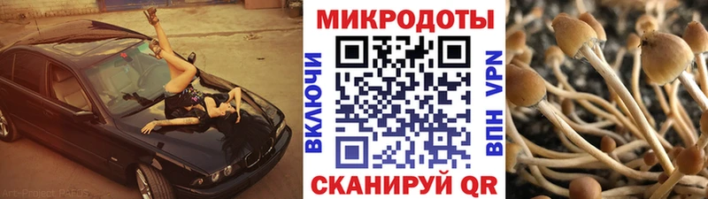 даркнет сайт  Мурино  мориарти телеграм  Псилоцибиновые грибы Psilocybine cubensis 